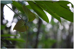 Parsonsia alboflavescens